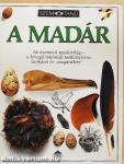 A madár