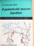 A gyümölcsfák metszése képekben