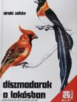Díszmadarak a lakásban