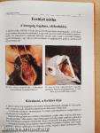 Galambbetegségek megelőzése, felismerése és kezelése