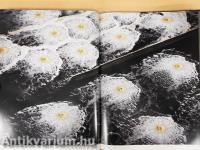 Latin-Amerika a kondorkeselyű szemével