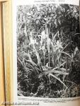 Búvár 1970. január-december