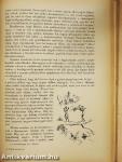 A Kilima-Ndzsárótól Nagymarosig