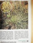A vízi- és a mocsári növényekről