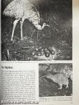 The Land and Wild-life of Australasia