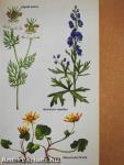 Edible and Medicinal Plants of Britain and Northern Europe