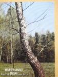 Bátorliget - Ősláp