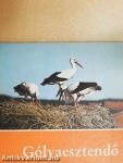 Gólyaesztendő