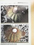 Kaktusz-világ 2004. december
