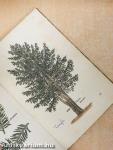 Das kleine Baumbuch (gótbetűs)