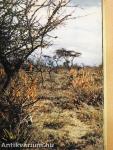 Afrika kincsei