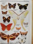 A világ lepkéi