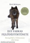 Egy farkas fejlődéstörténete - Renegátból a Yellowstone alfa-hímje