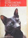 Gondoskodás a macskáról