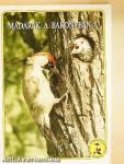 Madarak a Bakonyban I.