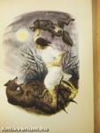 Toldi