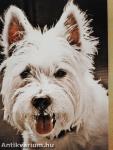 A westie