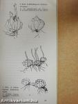 A liliom