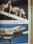 Dr. Csörgőkígyó