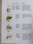 Tarkabarka állatvilág