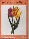 400 éves a tulipán