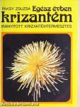 Egész évben krizantém
