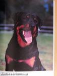 A rottweiler