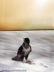 Naturfotografie 86-87