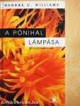 A pónihal lámpása