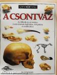 A csontváz