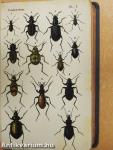 Coléoptéres
