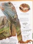 A dinoszaurusz
