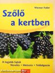 Szőlő a kertben