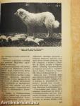 Kutya Magazin 1970.