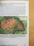Magyar nyelv 11.