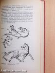 A Biblia rejtélyei
