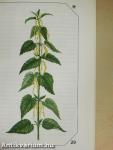 Allergia