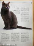 Legacy of the Cat