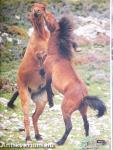 Bemutatkoznak a lovak