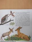 The Forest Year