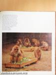 Zoo fotografie