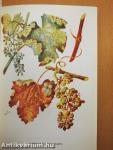 Kertbarát mozaik