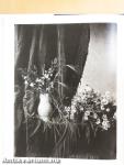 Flora Photographica