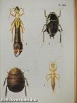 Egzotikus rovarok