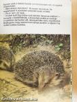 Tapsi elveszik és megkerül