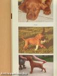 A magyar vizsla