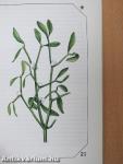 Allergia