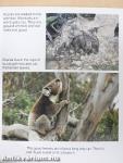 I'm not a Bear