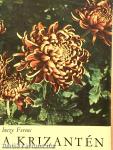 A krizantén