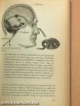 Érzelmi intelligencia - E.Q.